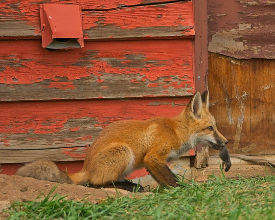 Fox Kits-0387_Export