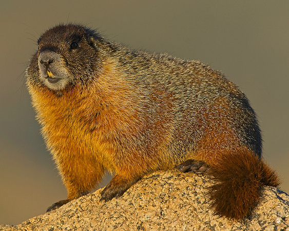 Mt Evans 7-30 (42)