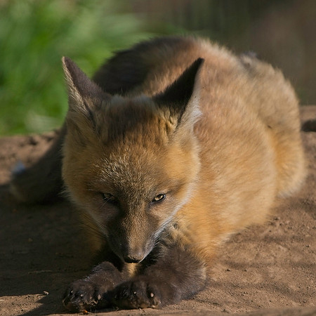 Fox Kits-7842