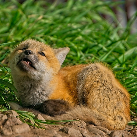 Fox Kits-8283_Export