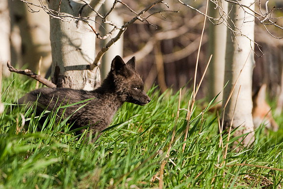 Fox Kit-4799