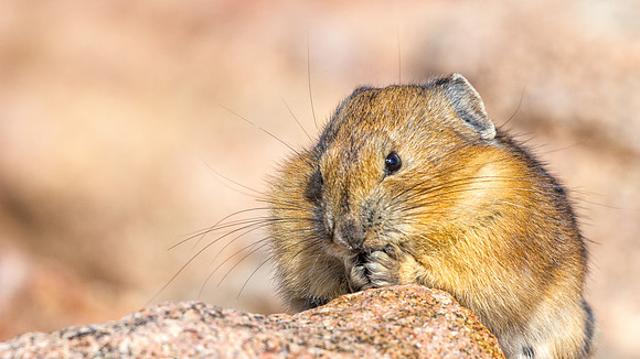 Pika-4140-