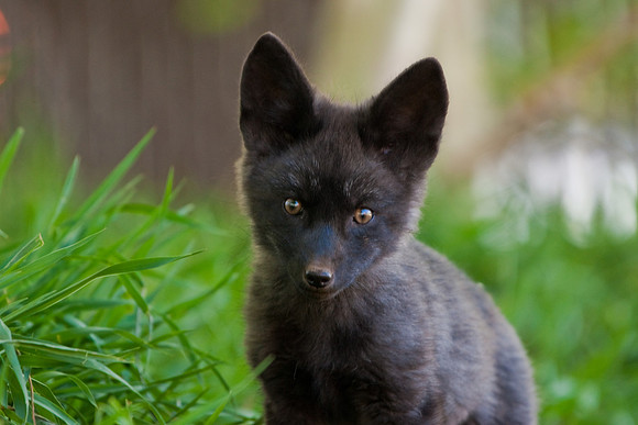 Fox Kits-0206