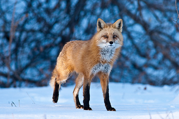 Red Fox-00139