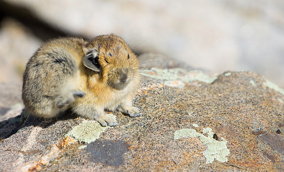 Pika Scratching-4330-1