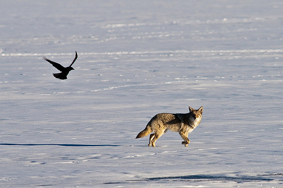 Coyote-8364.jpg