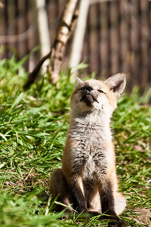 Fox Kit-6038