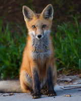 Local Foxes
