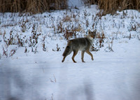 Coyote