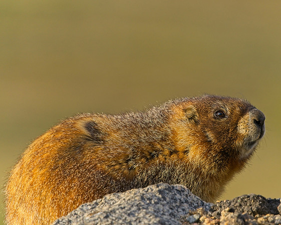 MT EVANS 7-4 (74)