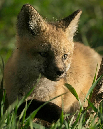 Fox Kit-7000