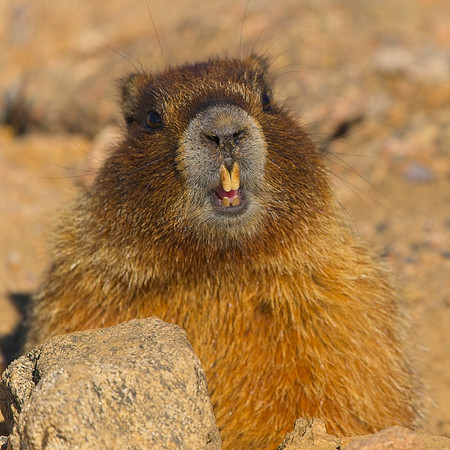 MT EVANS 7-23 (340)