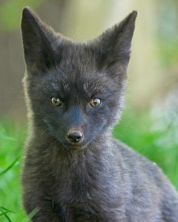 Fox Kits-0200