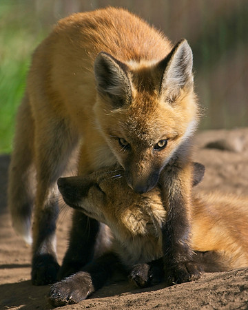 Fox Kits-7924