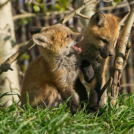 Fox Kit-7243
