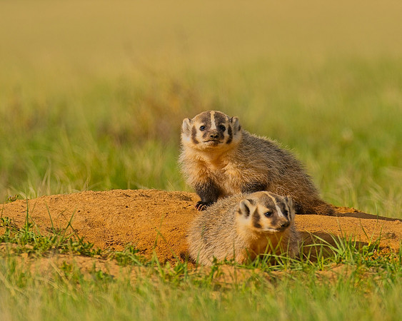 Badger-00442