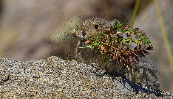 Pika with Hay-4141-2