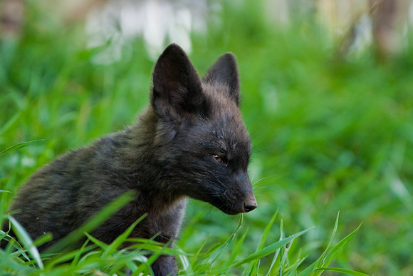 Fox Kits-0180