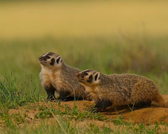 Badger-00475