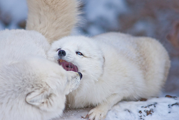 Arctic Fox-9230.jpg