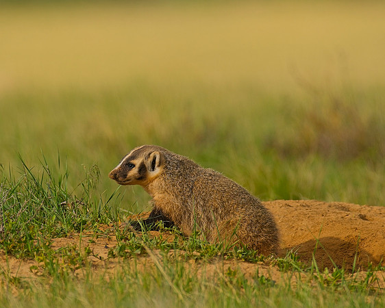 Badger-00491