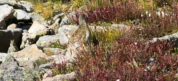 Ptarmigan Photobomb-4982-1