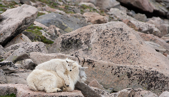 Mountain Goat-5146
