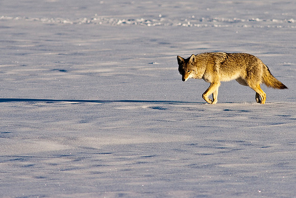 Coyote-8133.jpg