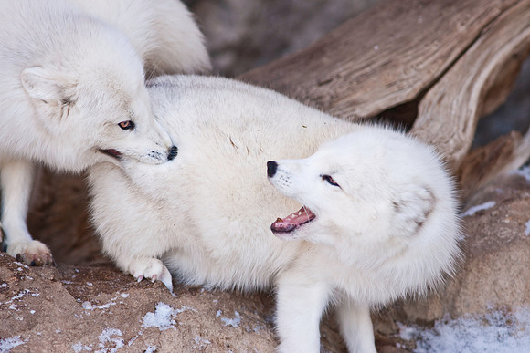Arctic Fox-9347.jpg