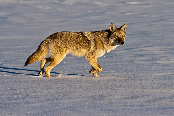 Coyote-8218.jpg