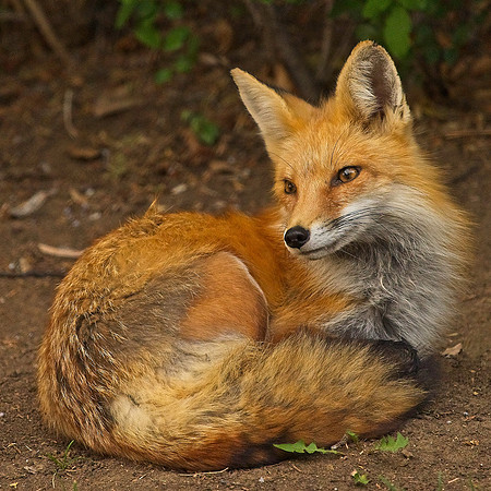 _JAY3067
