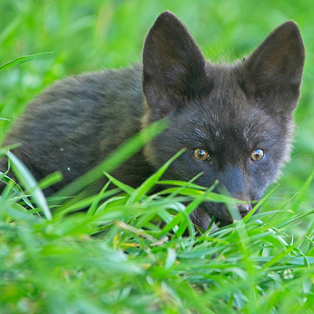 Fox Kits-0143
