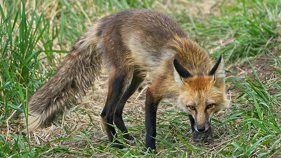 Fox Kits-0229