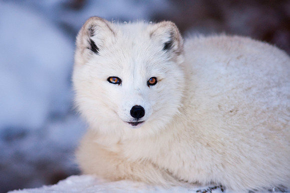 Arctic Fox-9214.jpg
