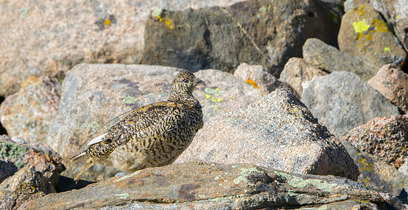 Ptarmigan-5368-1