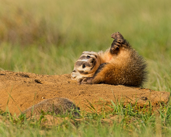 Badger-00284
