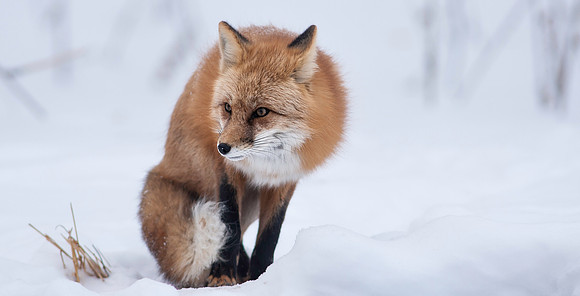 Snow Grumpy-7314