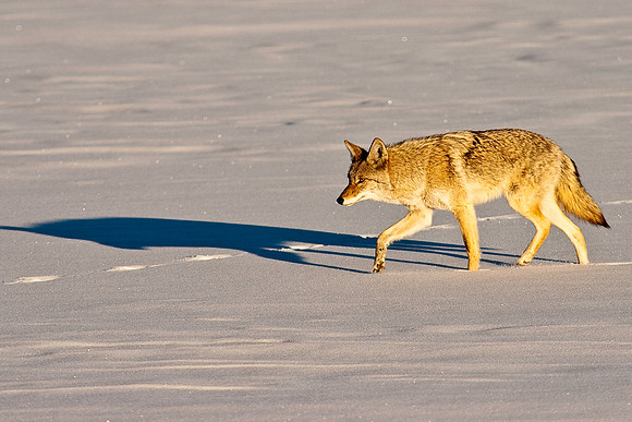 Coyote-8171.jpg