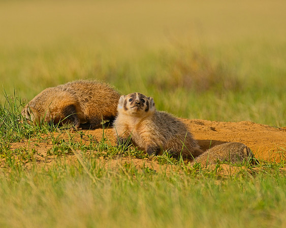 Badger-00465