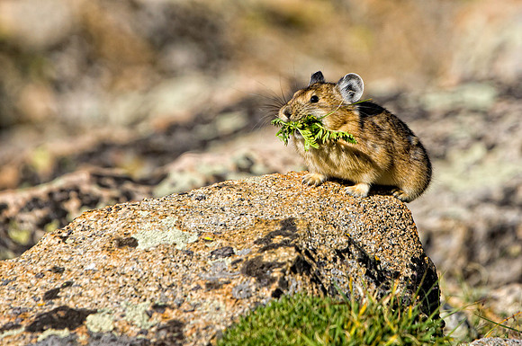 Pika-5062 (1 of 1)