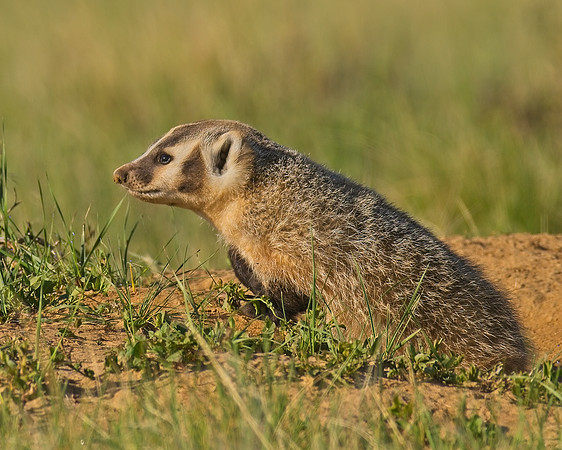 Badger-00100