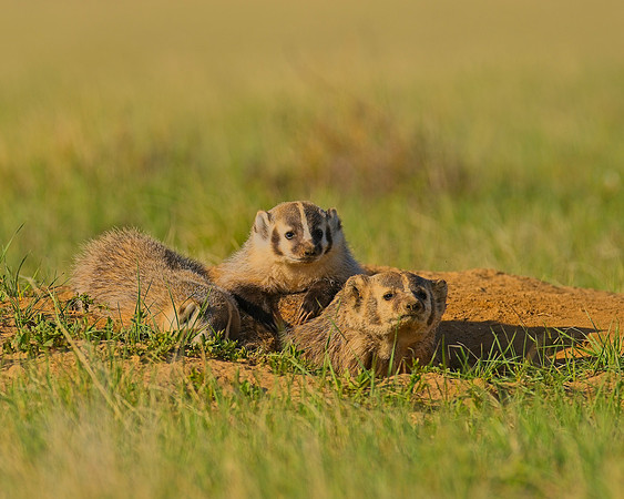 Badger-00166