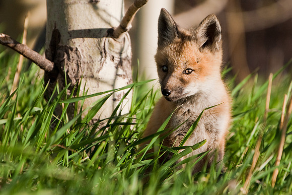 Fox Kit-4620
