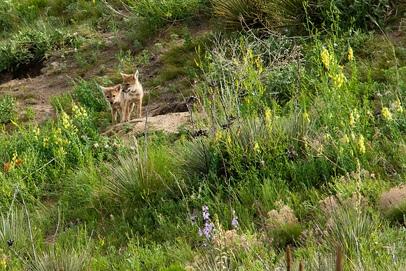 Coyote Pups-8864