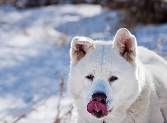 Kodi Bear-