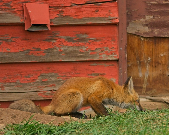 Fox Kits-0385_Export