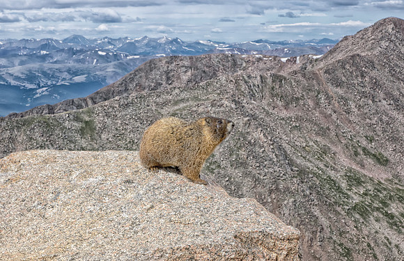 WAW-Marmot-6494-