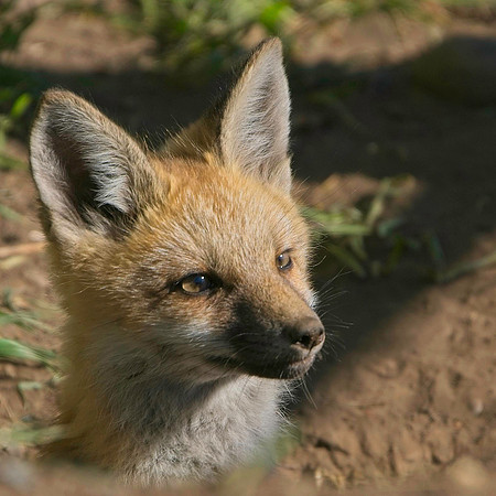 Fox Kits-7784