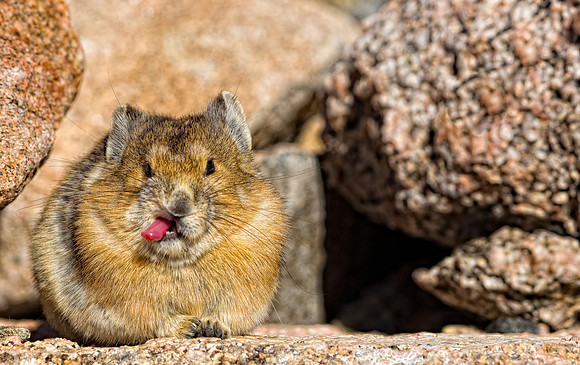 Pika Nertz-4639-2