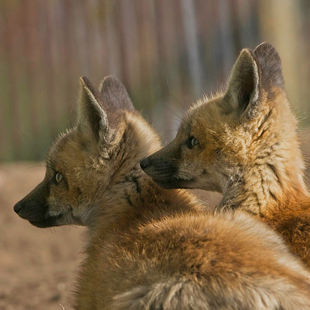 Fox Kits-8581